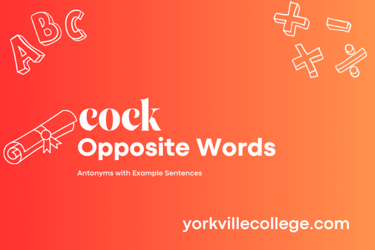 Opposite of Cock