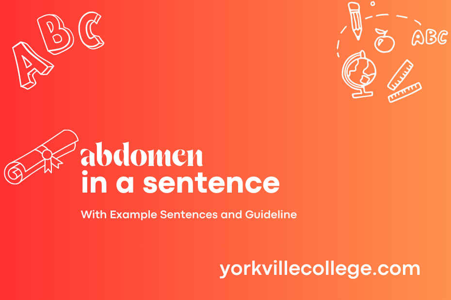 abdomen in a sentence