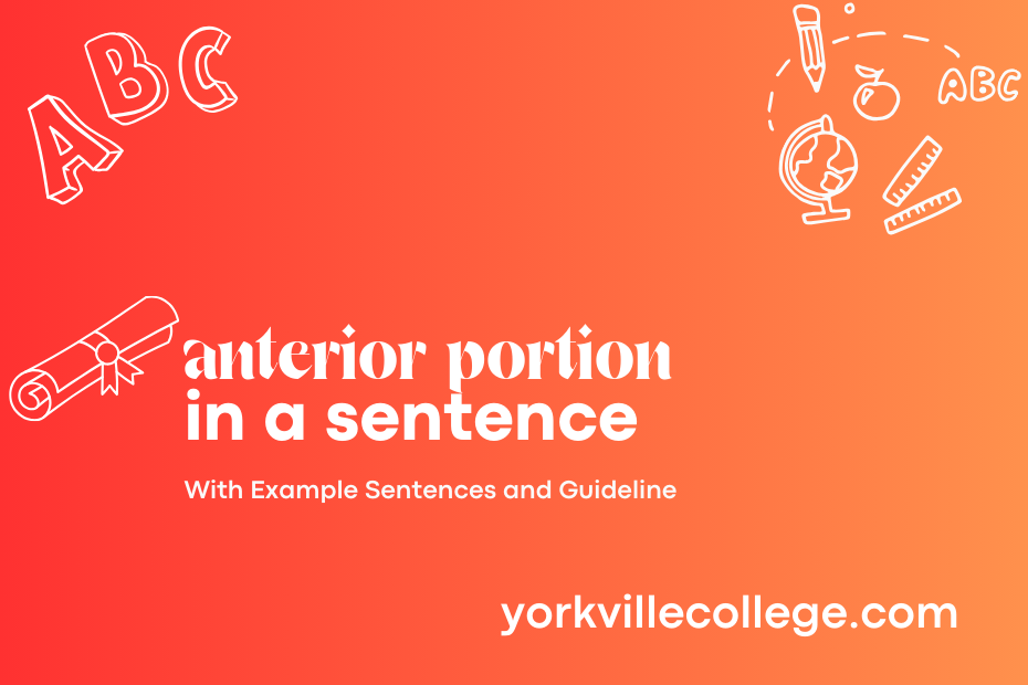 anterior portion in a sentence