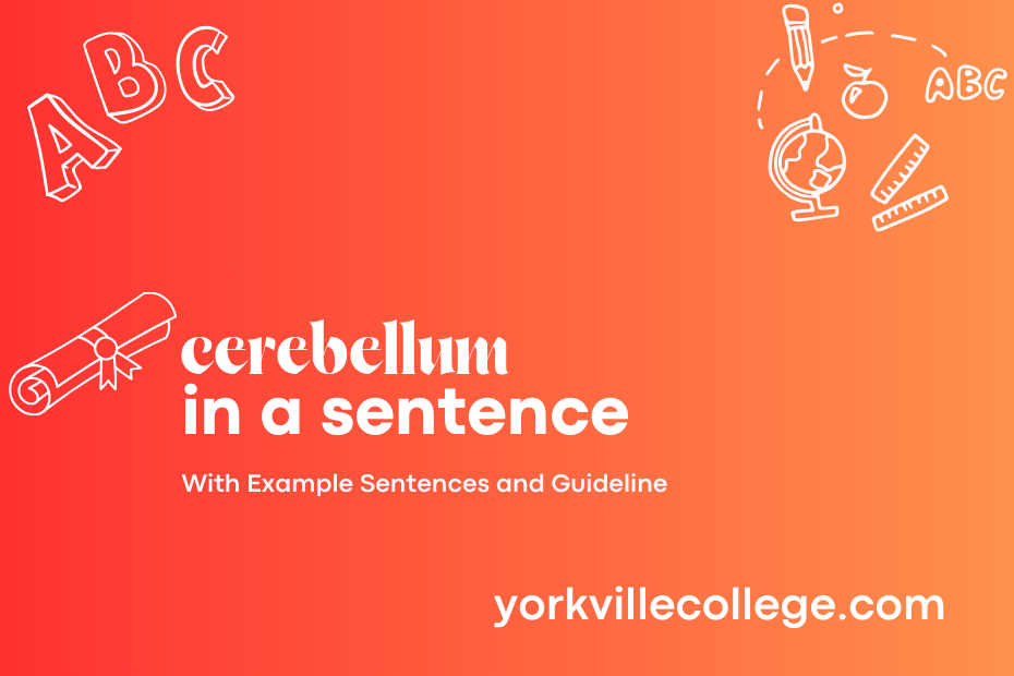 cerebellum in a sentence