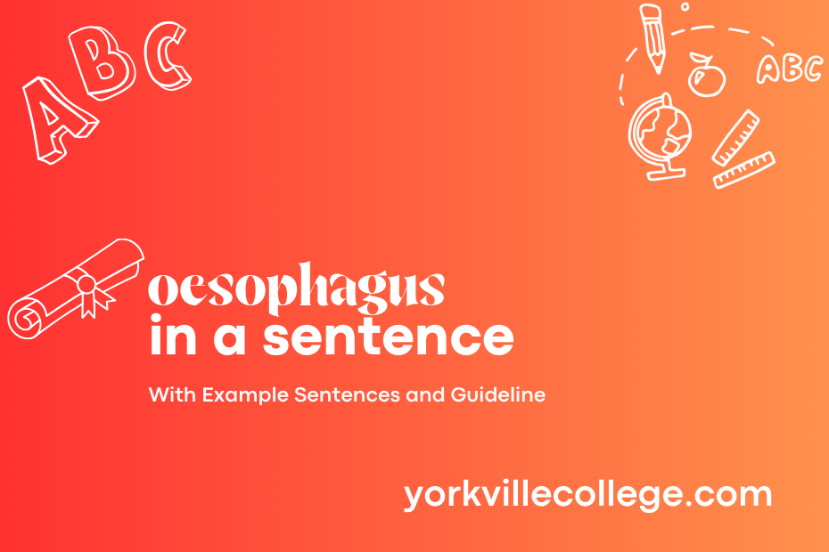 oesophagus in a sentence